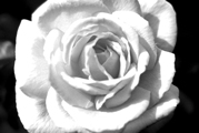 Black and White photography ROSE, artist Gunlach, Young-Art-Gallery